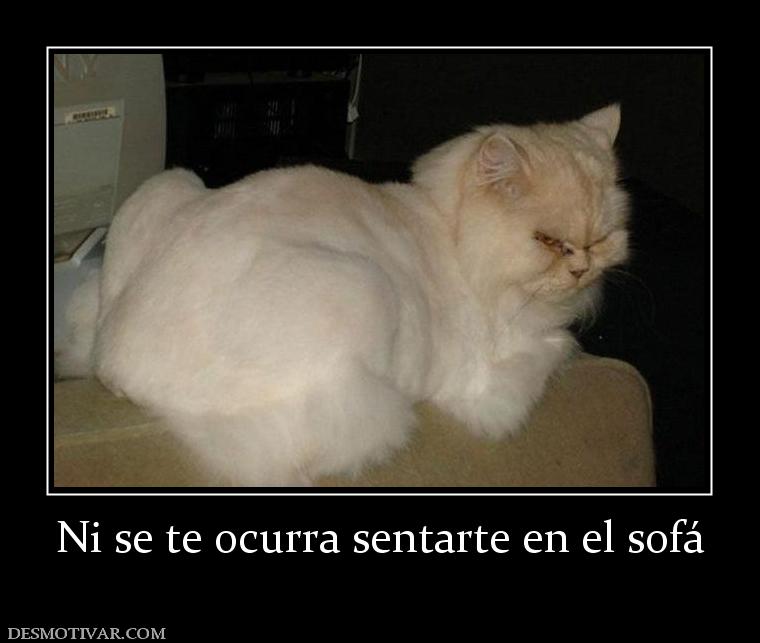 Ni se te ocurra sentarte en el sofá