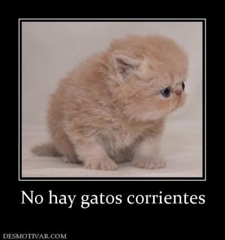 No hay gatos corrientes