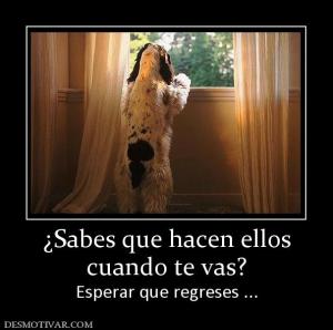 ¿Sabes que hacen ellos cuando te vas? Esperar que regreses ...