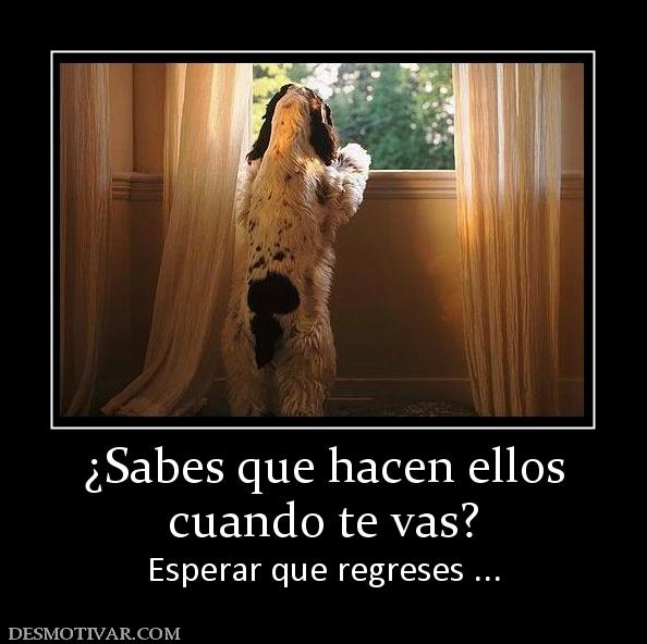 ¿Sabes que hacen ellos cuando te vas? Esperar que regreses ...