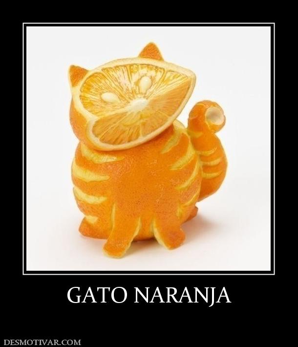 GATO NARANJA
