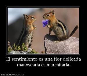 El sentimiento es una flor delicada manosearla es marchitarla.