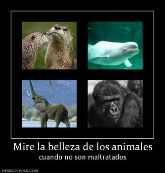 Mire la belleza de los animales cuando no son maltratados