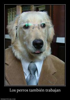 Los perros también trabajan