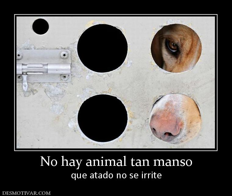 No hay animal tan manso que atado no se irrite