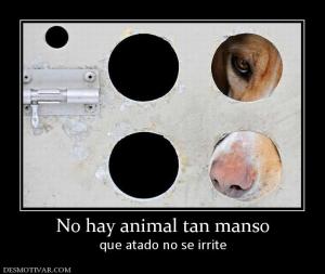No hay animal tan manso que atado no se irrite