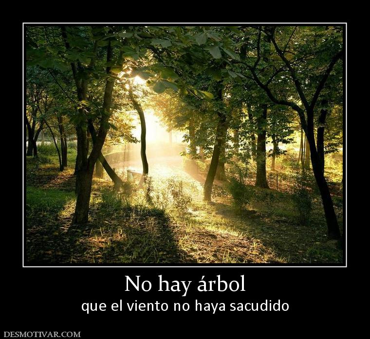 No hay árbol que el viento no haya sacudido