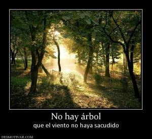 No hay árbol que el viento no haya sacudido