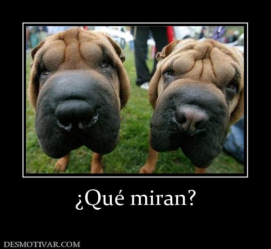 ¿Qué miran?