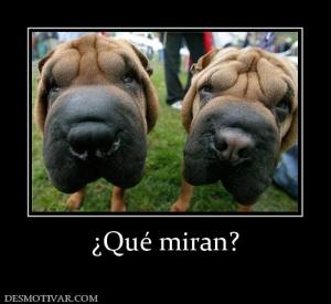 ¿Qué miran?