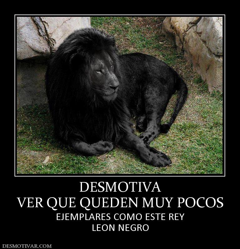 DESMOTIVA VER QUE QUEDEN MUY POCOS  EJEMPLARES COMO ESTE REY LEON NEGRO
