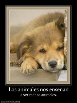 Los animales nos enseñan a ser menos animales.