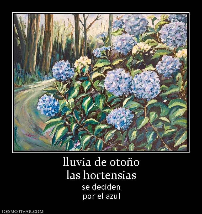 lluvia de otoño las hortensias se deciden por el azul