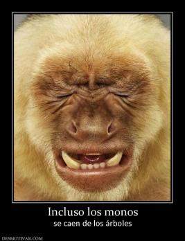 Incluso los monos se caen de los árboles
