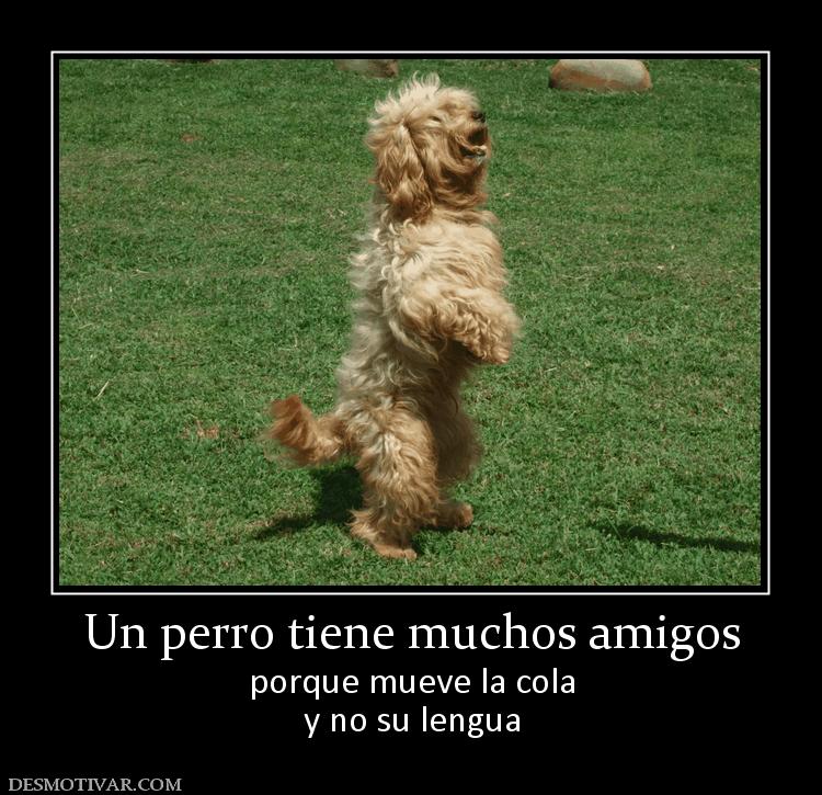 Un perro tiene muchos amigos porque mueve la cola y no su lengua