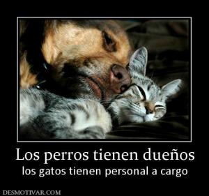 Los perros tienen dueños los gatos tienen personal a cargo