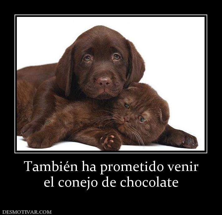 También ha prometido venir el conejo de chocolate