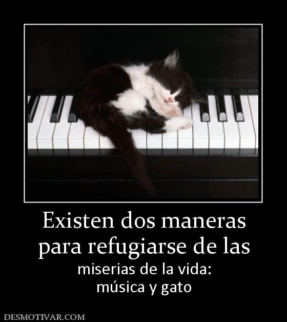Existen dos maneras para refugiarse de las miserias de la vida: música y gato
