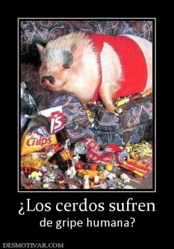 ¿Los cerdos sufren de gripe humana?