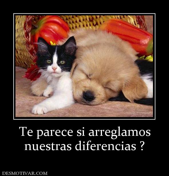 Te parece si arreglamos nuestras diferencias ?