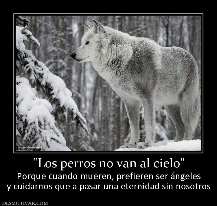 Porque cuando mueren, prefieren ser ángeles y cuidarnos que a pasar una eternidad sin nosotros