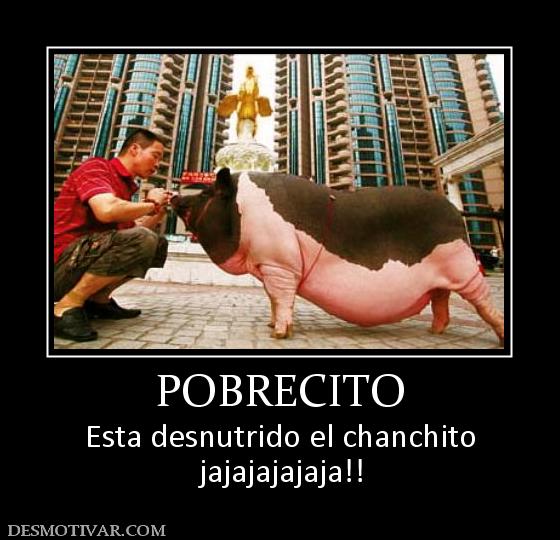 POBRECITO Esta desnutrido el chanchito jajajajajaja!!