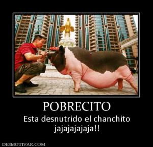 POBRECITO Esta desnutrido el chanchito jajajajajaja!!