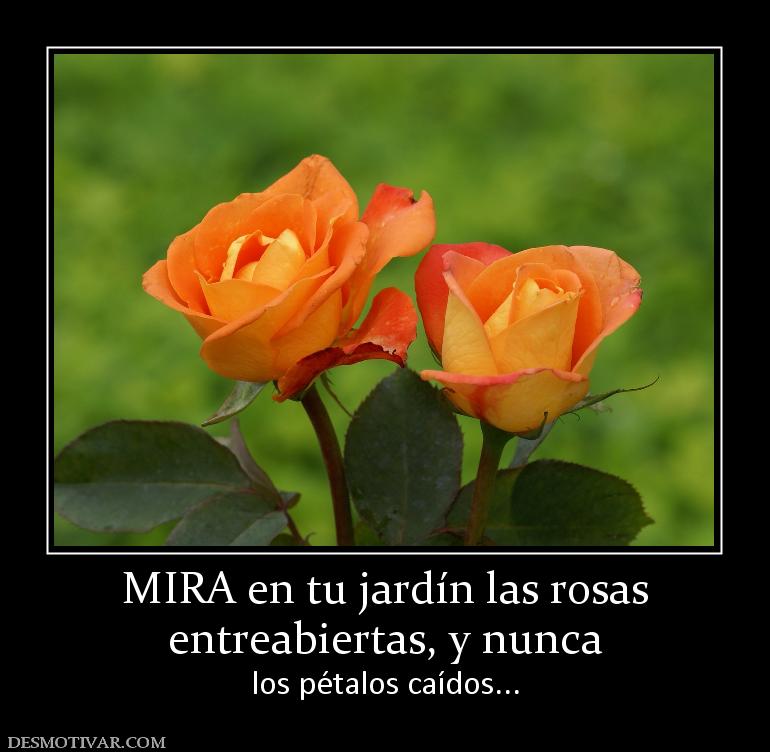 MIRA en tu jardín las rosas entreabiertas, y nunca  los pétalos caídos...