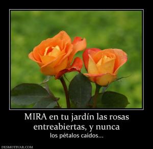 MIRA en tu jardín las rosas entreabiertas, y nunca  los pétalos caídos...