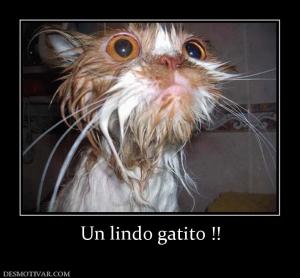 Un lindo gatito !!