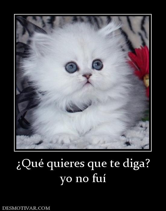 ¿Qué quieres que te diga? yo no fuí