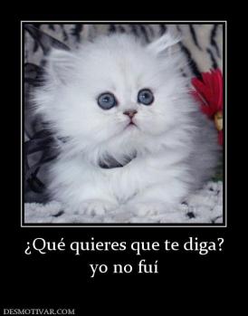 ¿Qué quieres que te diga? yo no fuí