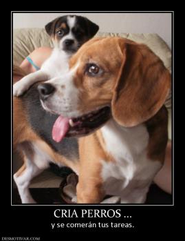 CRIA PERROS ... y se comerán tus tareas.