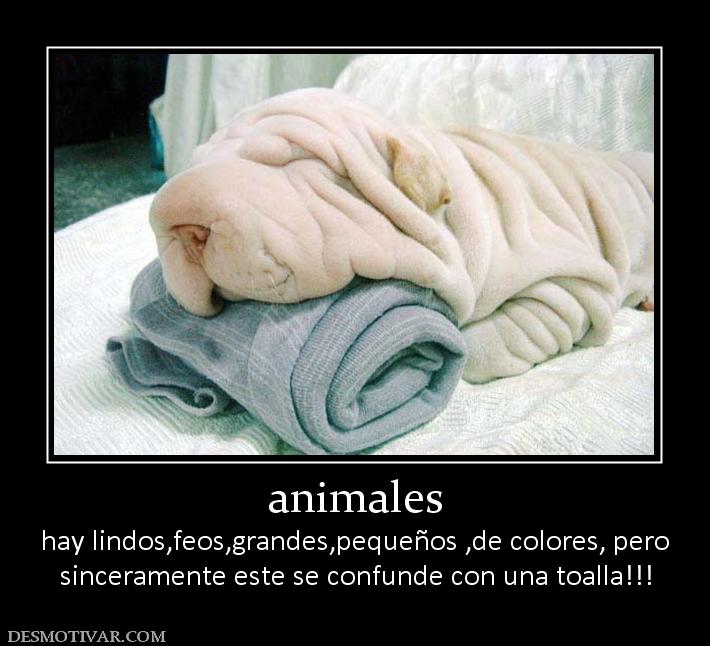 animales hay lindos,feos,grandes,pequeños ,de colores, pero sinceramente este se confunde con una toalla!!!