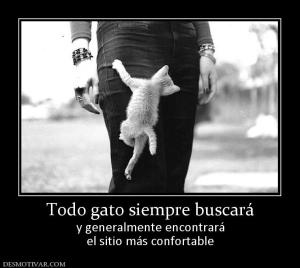 Todo gato siempre buscará y generalmente encontrará el sitio más confortable