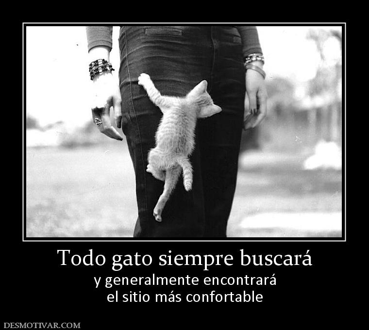 Todo gato siempre buscará y generalmente encontrará el sitio más confortable
