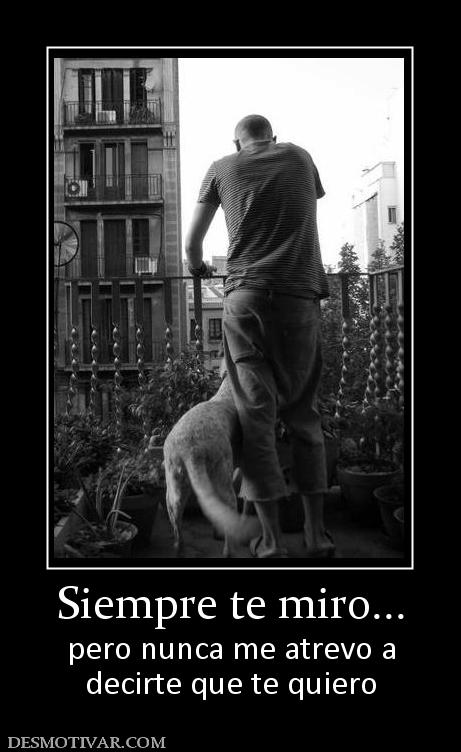 Siempre te miro... pero nunca me atrevo a decirte que te quiero