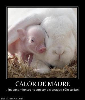 CALOR DE MADRE ...los sentimientos no son condicionados, sólo se dan.