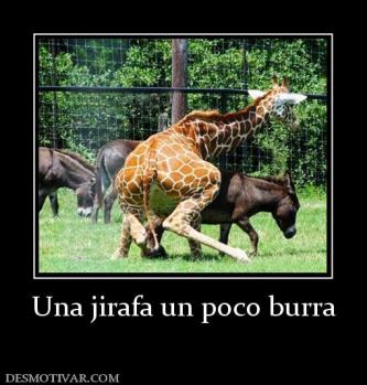 Una jirafa un poco burra