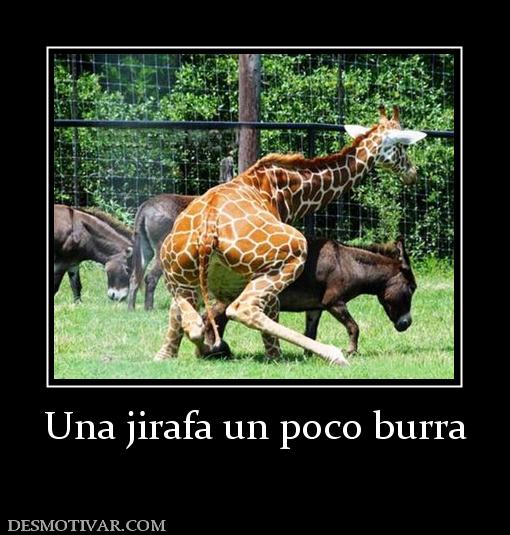 Una jirafa un poco burra