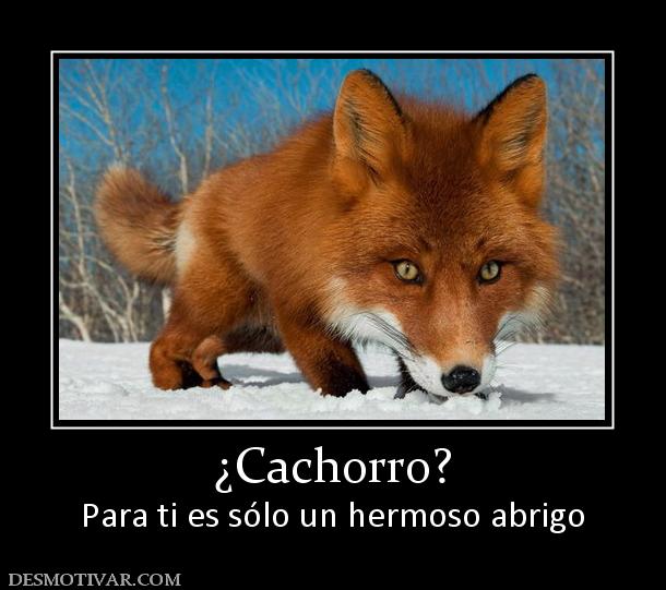 ¿Cachorro? Para ti es sólo un hermoso abrigo