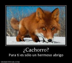 ¿Cachorro? Para ti es sólo un hermoso abrigo