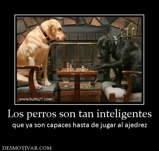 Los perros son tan inteligentes que ya son capaces hasta de jugar al ajedrez