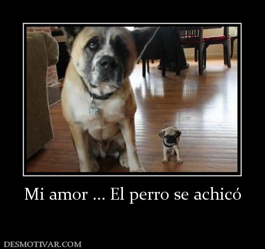 Mi amor ... El perro se achicó