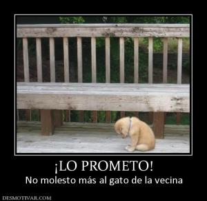 ¡LO PROMETO! No molesto más al gato de la vecina