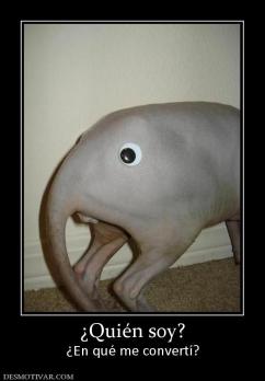 ¿Quién soy? ¿En qué me convertí?